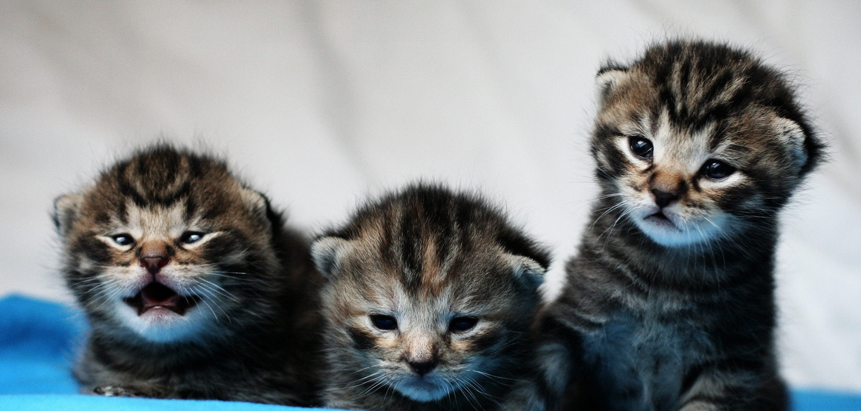 kittens by mathias-erhart, on Flickr